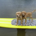 Puppies on Stonewall Jackson Lake