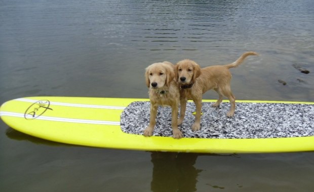 Puppies on Stonewall Jackson Lake