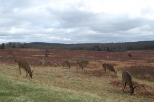 Deer at Big Meadows