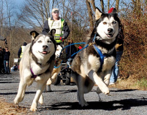 Dog sledding in the South