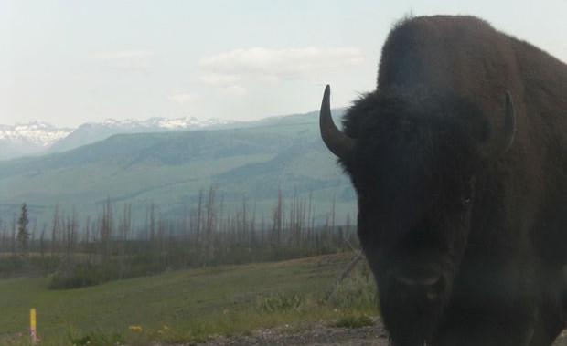 Is the buffalo your power animal?