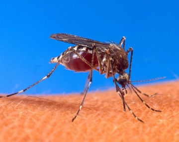 genetically engineered mosquito