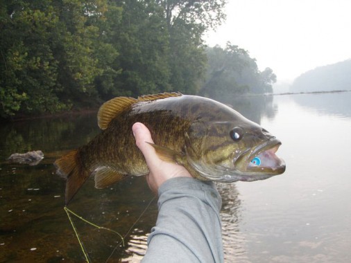 Smallmouth Bass
