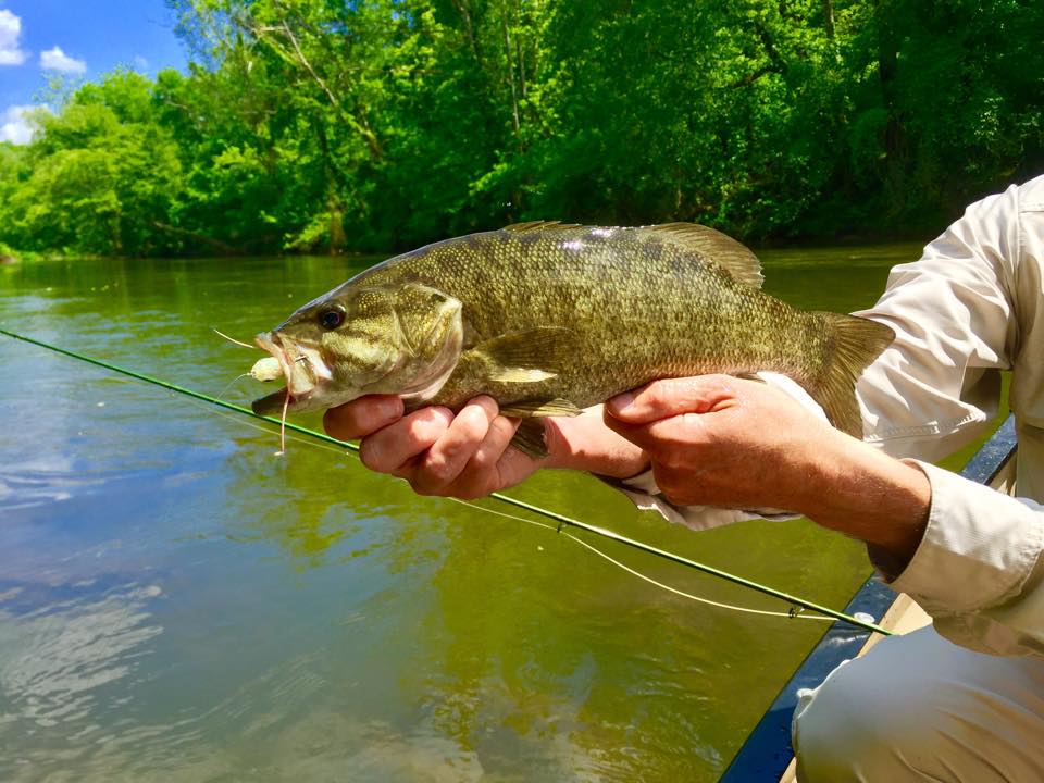 Fly Fishing for Smallmouth Bass on the Upper James River