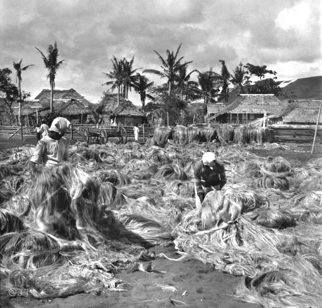 Hemp cultivation in the Philippines in the early 20th century.