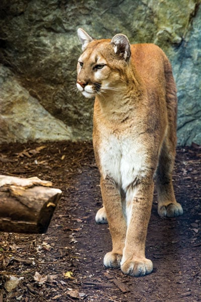 Cougar hanging out watching for food.