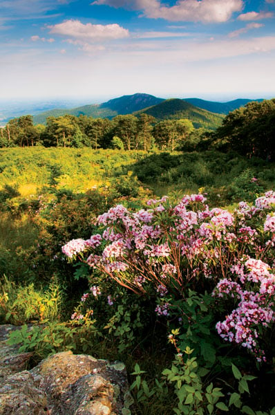 Mountain laurel at Thoroughfare Overlook, on Skyline Drive in Sh