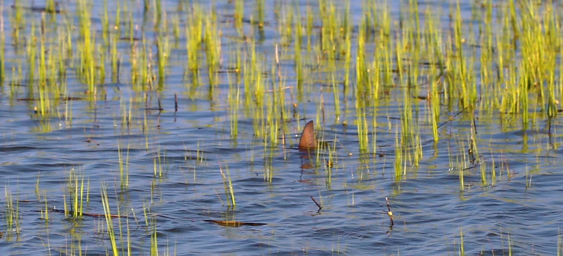 10547918_352984531519866_5987671230333433918_o