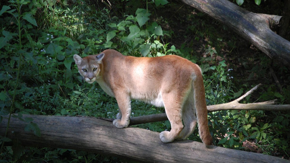Are Mountain Lions Back In The Blue Ridge [ 675 x 1200 Pixel ]