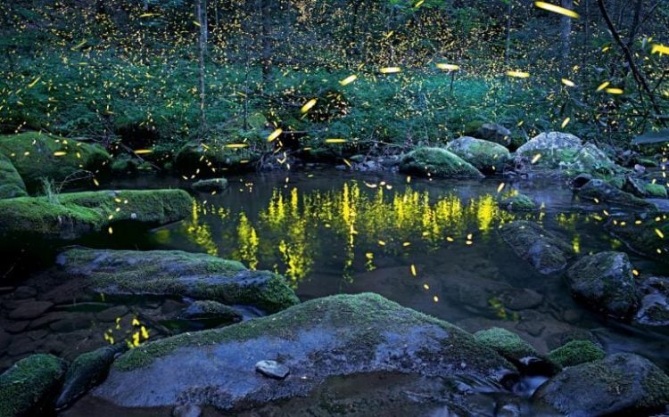 Nature's Fireworks: Synchronous Fireflies in Great Smoky Mountains
