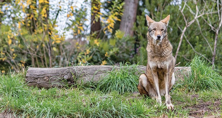 Red Wolf Facing Extinction