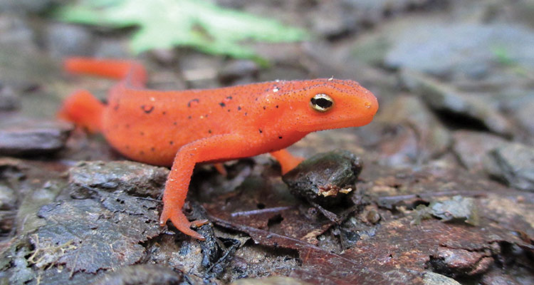 Red Eft