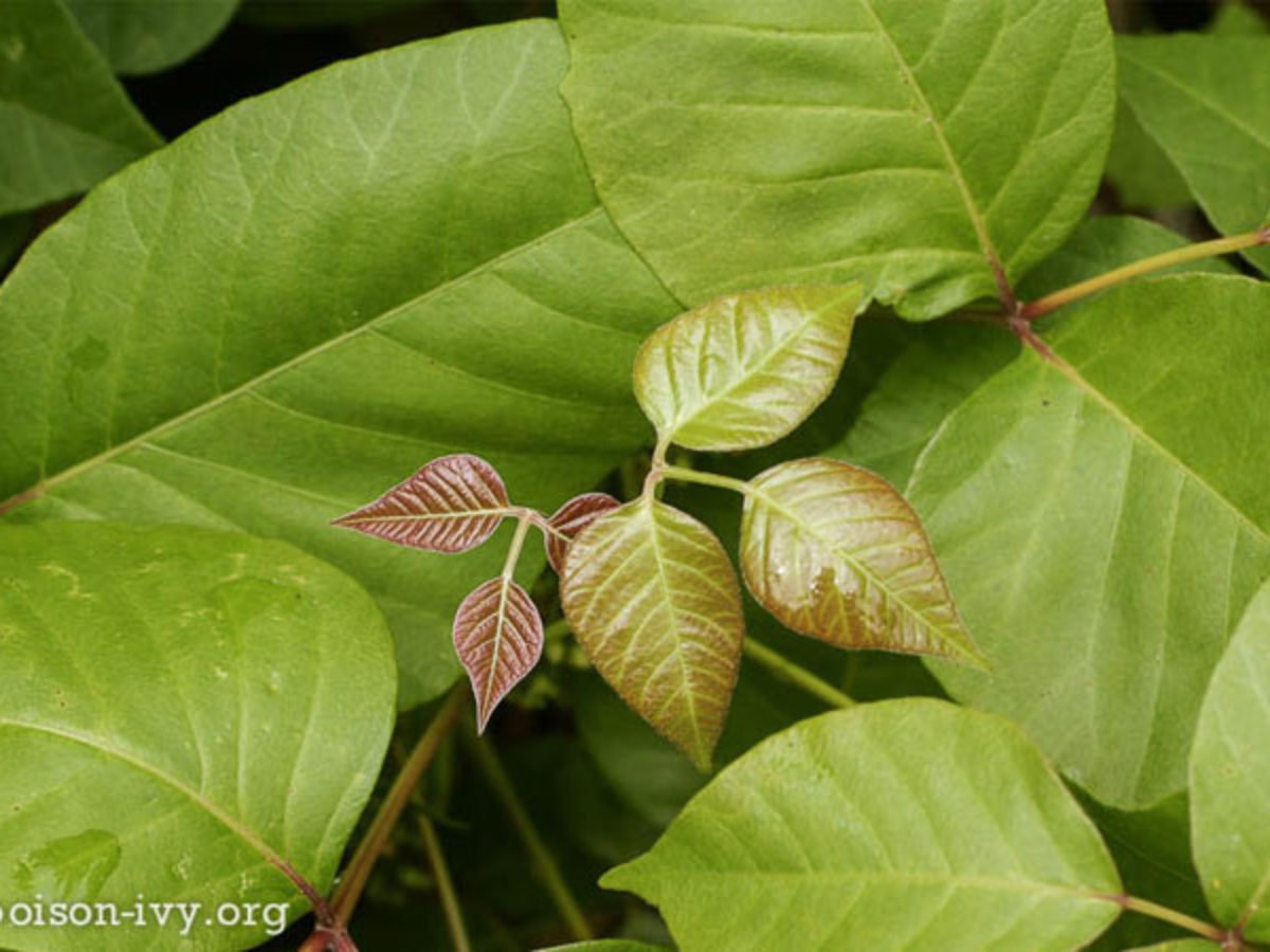Pick Your Poison Ivy Oak Or Sumac Blue Ridge Outdoors Magazine,Quinoa Protein Bars