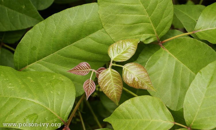 how many leaves do poison ivy have