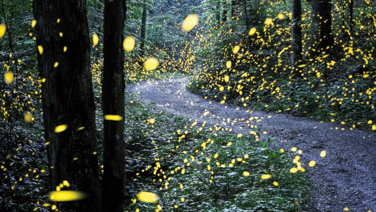 Fireflies In The Mountains
