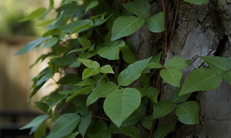 Poison Ivy Identification