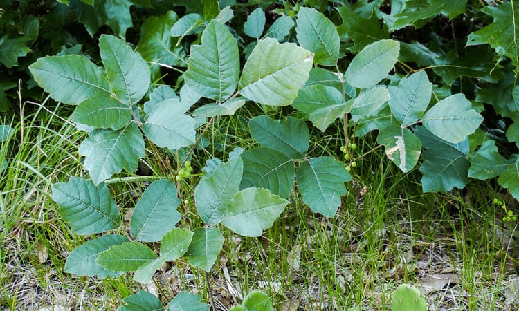 Pick Your Poison Ivy Oak Or Sumac Blue Ridge Outdoors Magazine