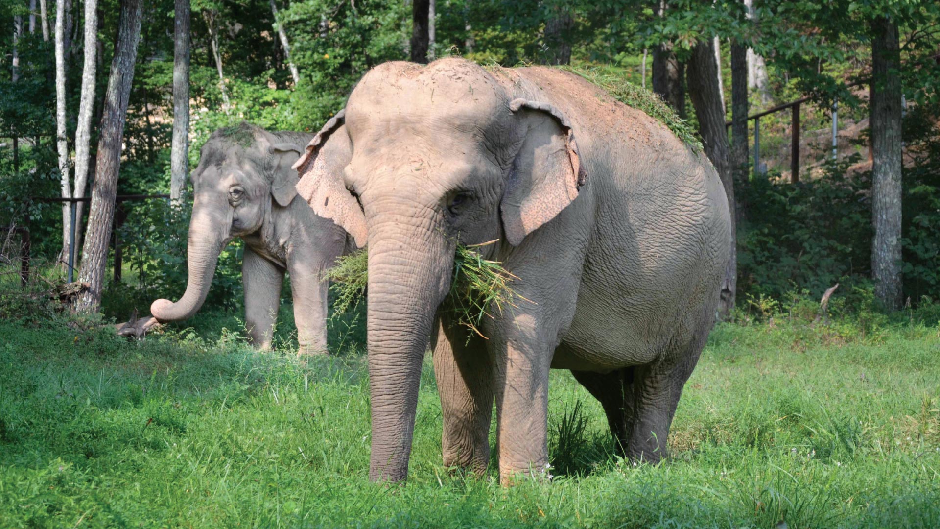 The Elephants of Middle Tennessee