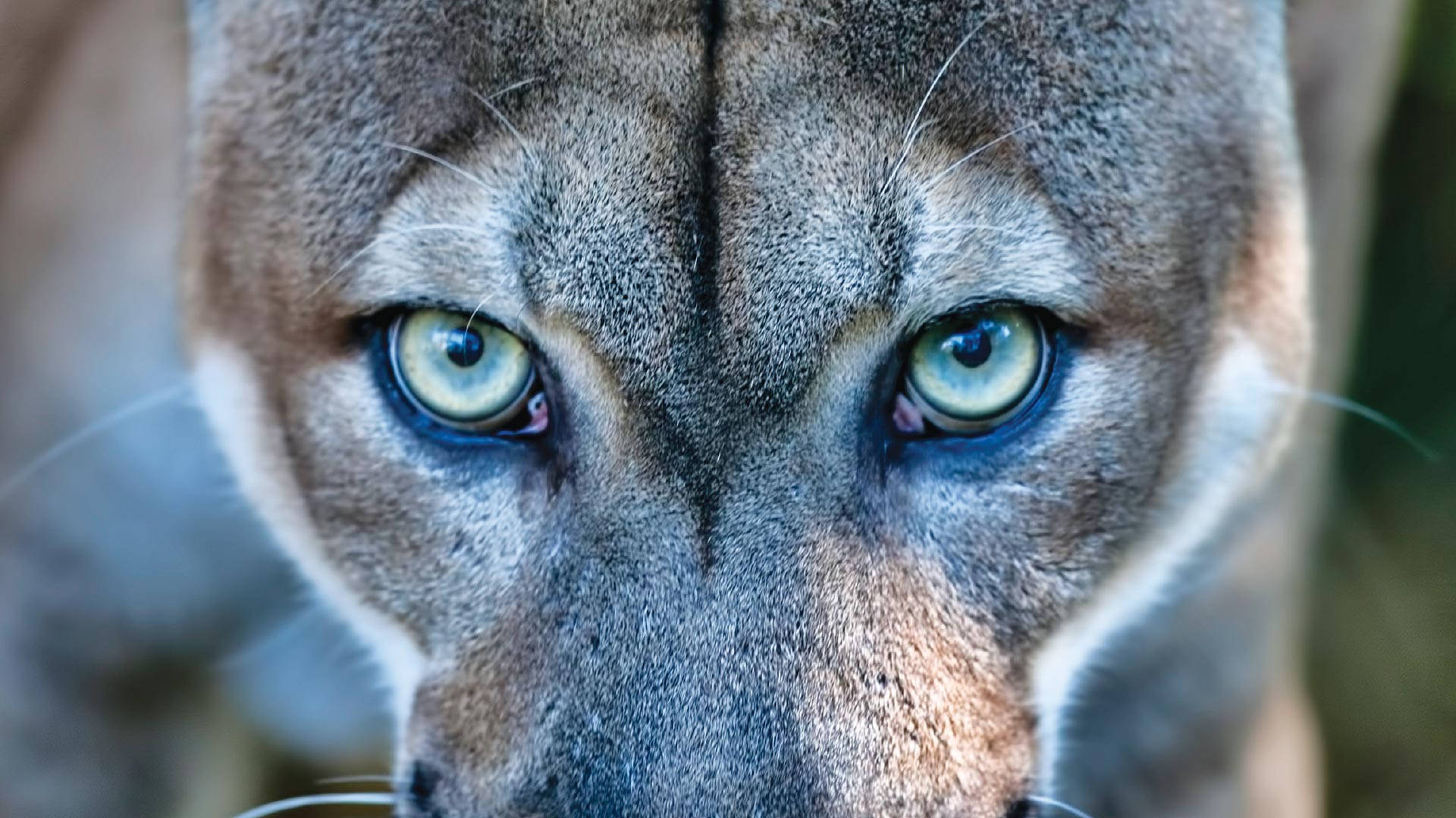VIDEO: Phantom of the Pines—The Future of the Florida Panther - Environment  - Blue Ridge Outdoors Magazine
