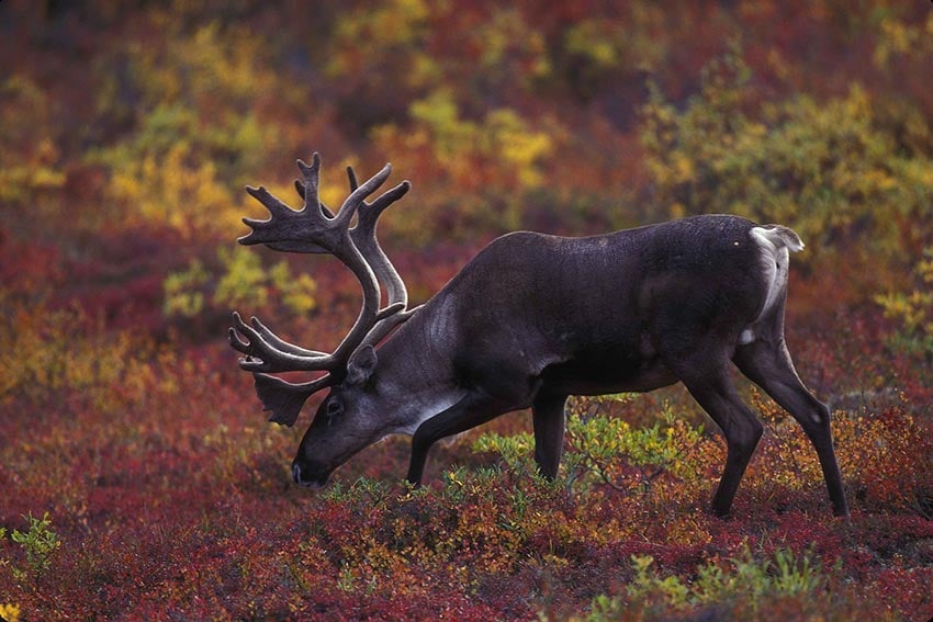 https://www.blueridgeoutdoors.com/wp-content/uploads/2019/01/1600px-Barren_ground_caribou_grazing_with_autumn_foliage_in_background-1.jpg