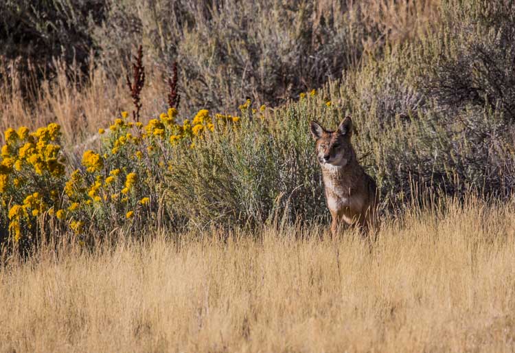 Outdoor Updates Hikers Attacked By Rabid Coyote Outdoor Safety