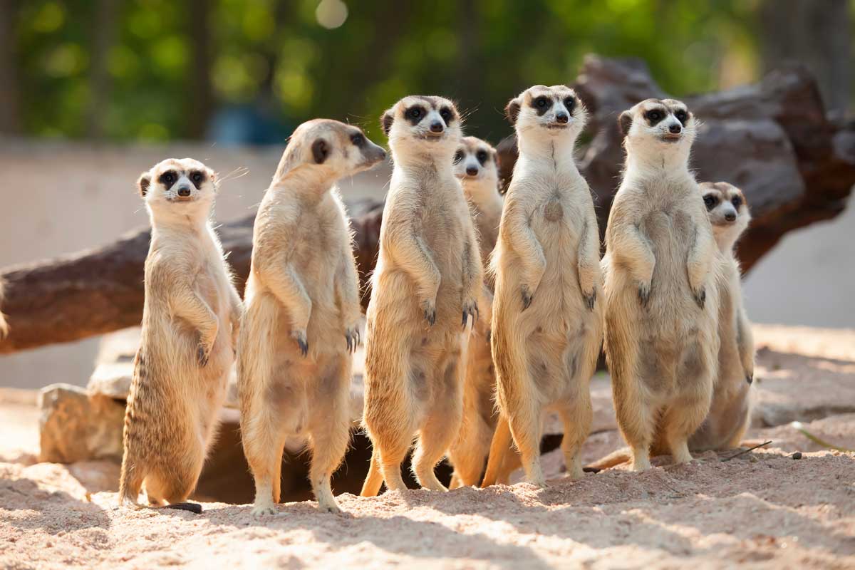 Need some comic relief this Valentine’s Day? A zoo will name a