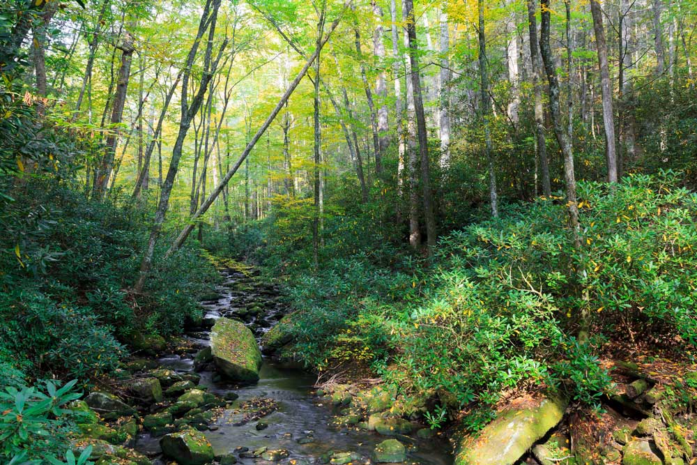 U.S. Forest Service releases draft Nantahala and Pisgah forest plan for