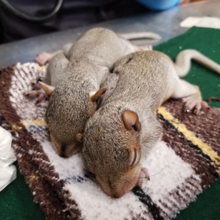 wildlife rehabilitation - baby squirrels