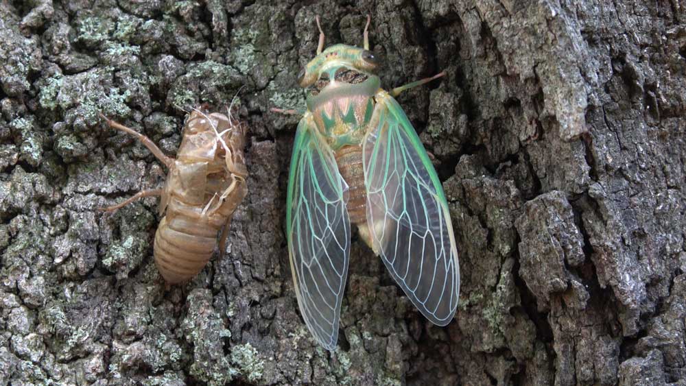 17year cicadas expected this summer across the Southeast Newswire