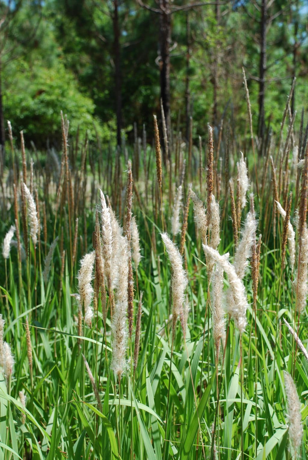 Invasive Plant Species: Congograss