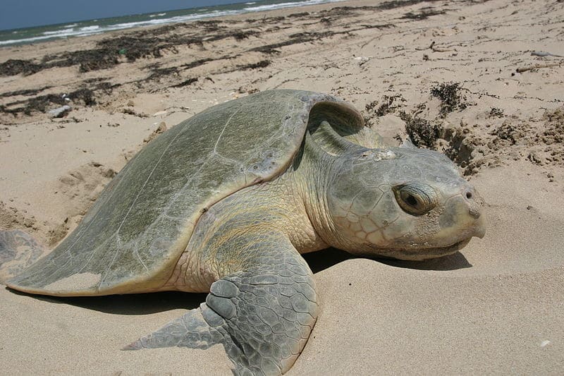 Outdoor Updates Rare sea turtles nesting along North Carolina beaches