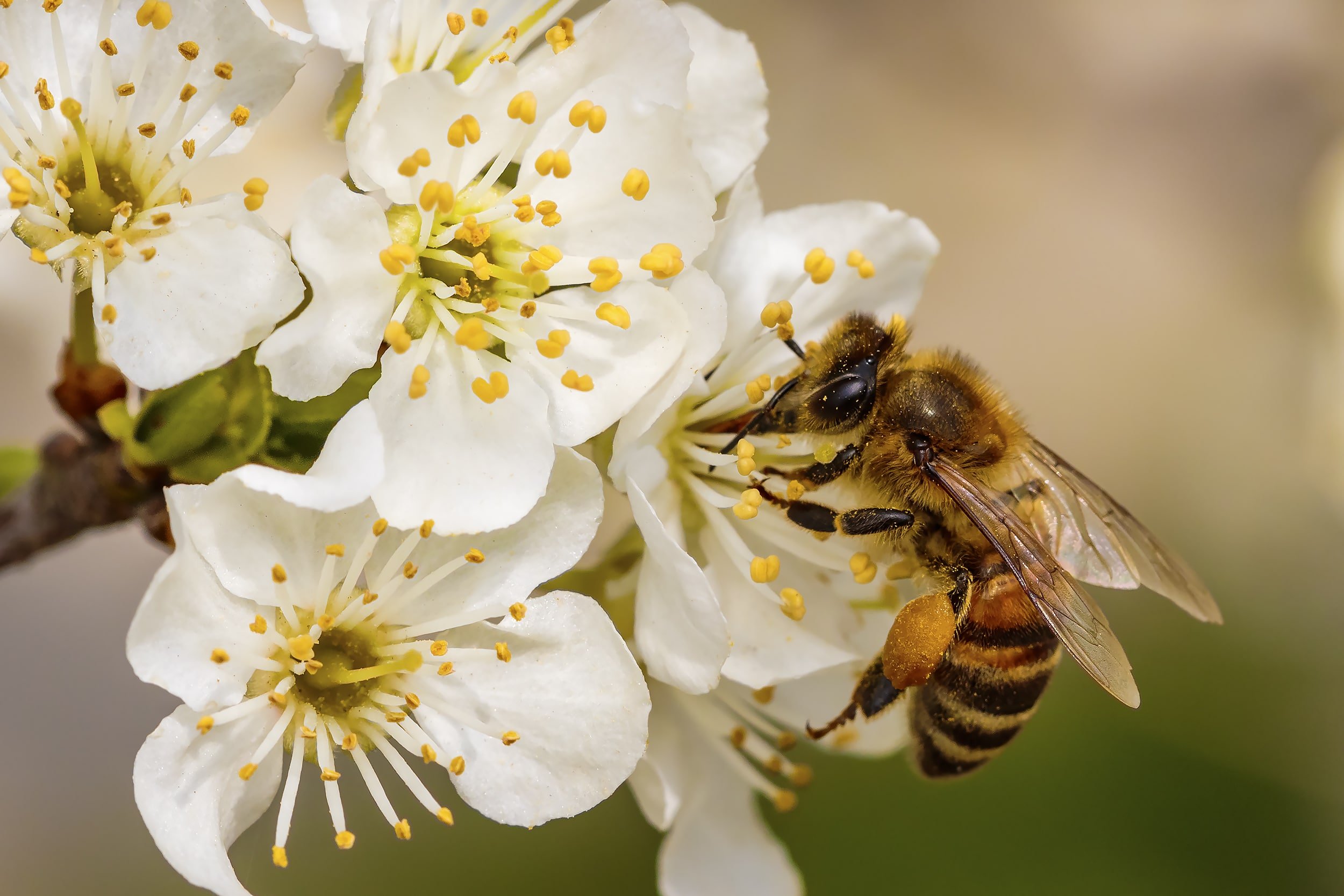 The Current State of N.C.’s Honey Bees Environment Blue Ridge Outdoors Magazine