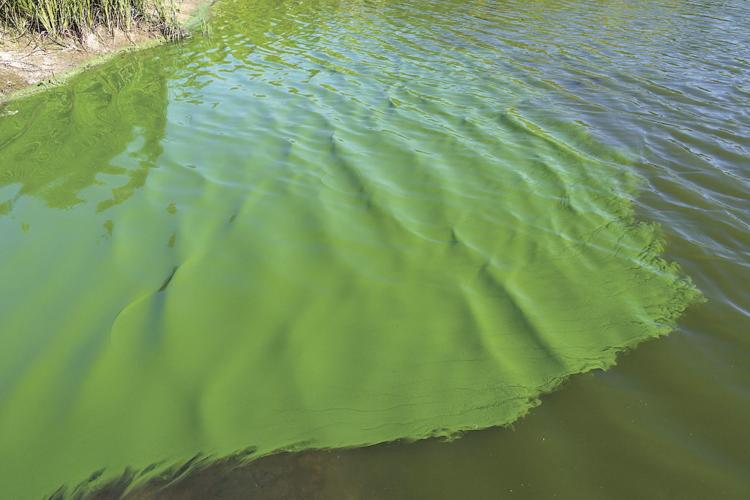 Swimmers advised to avoid Virginia’s Lake Anna due to harmful algae