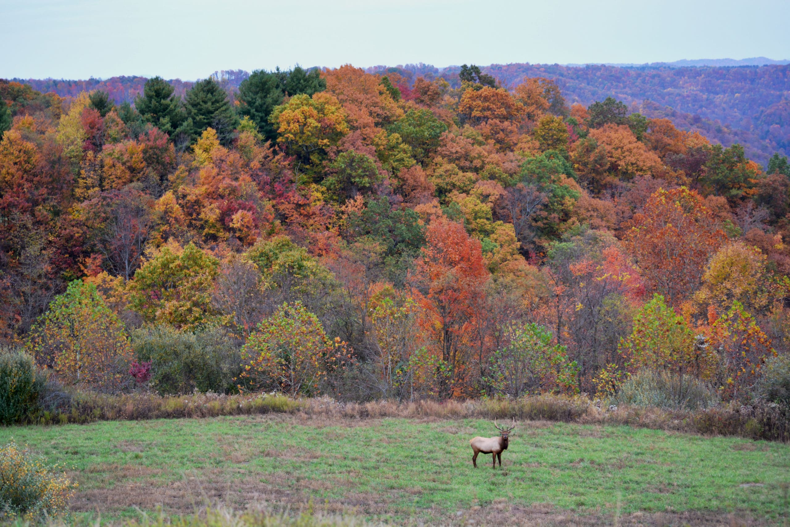 Hike Buchanan County, Virginia Sponsored Content Blue Ridge