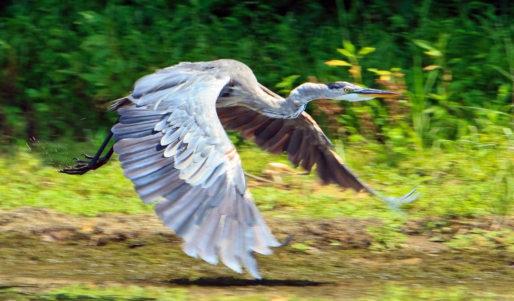 Blue Heron on Potomac; bird watching in Hagerstown