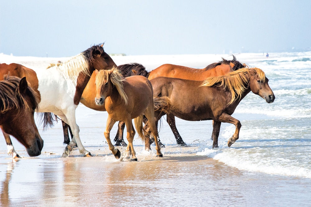 Cumberland Island wild horses