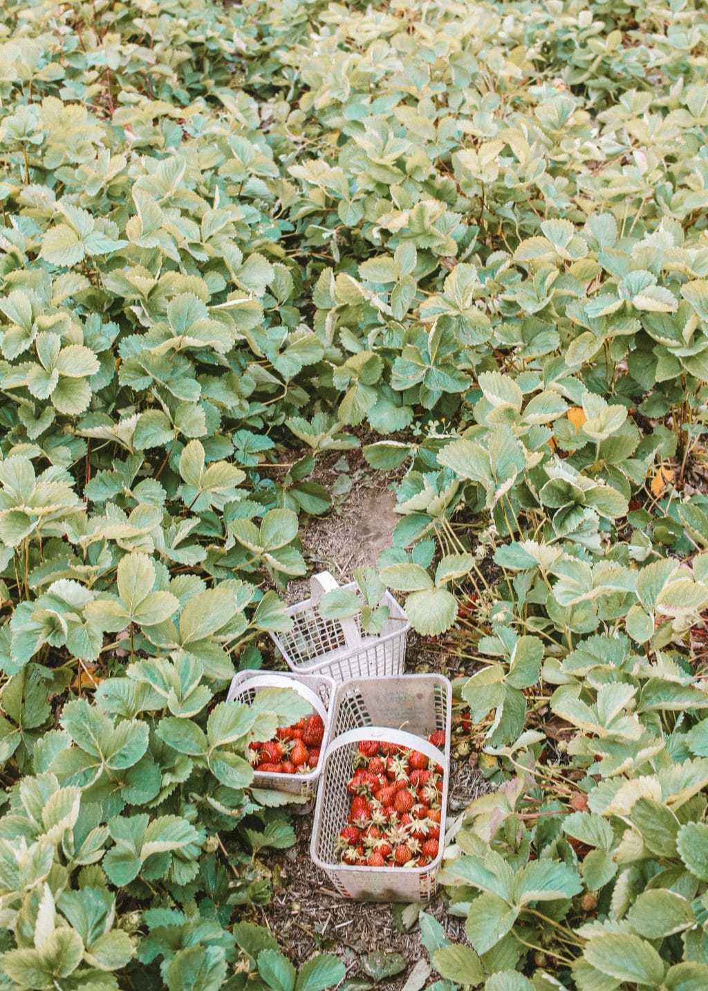 Pick your own strawberries