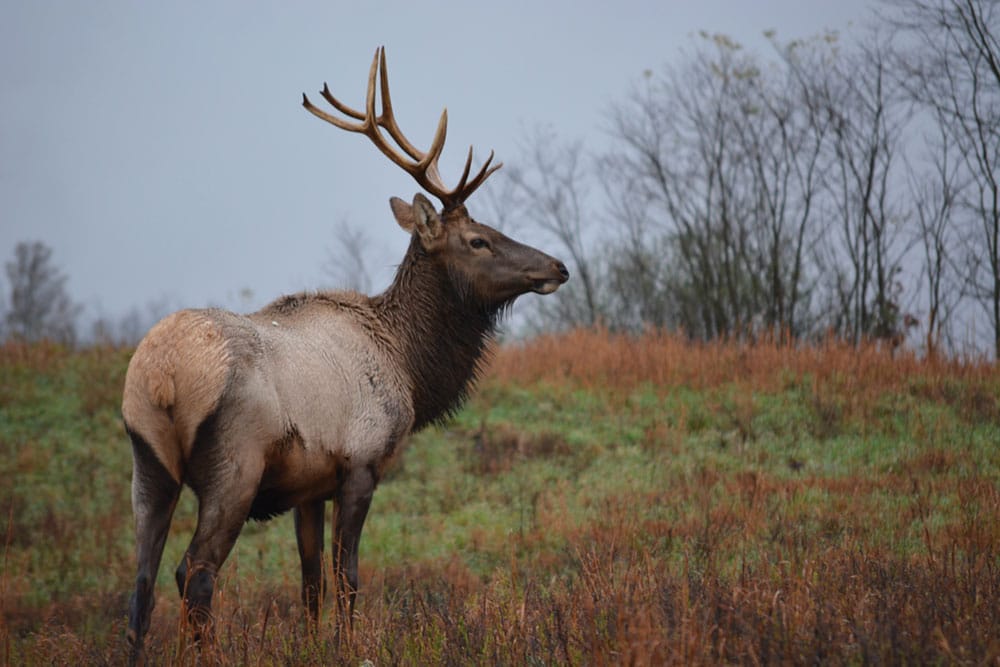 Elk in Buchanan County