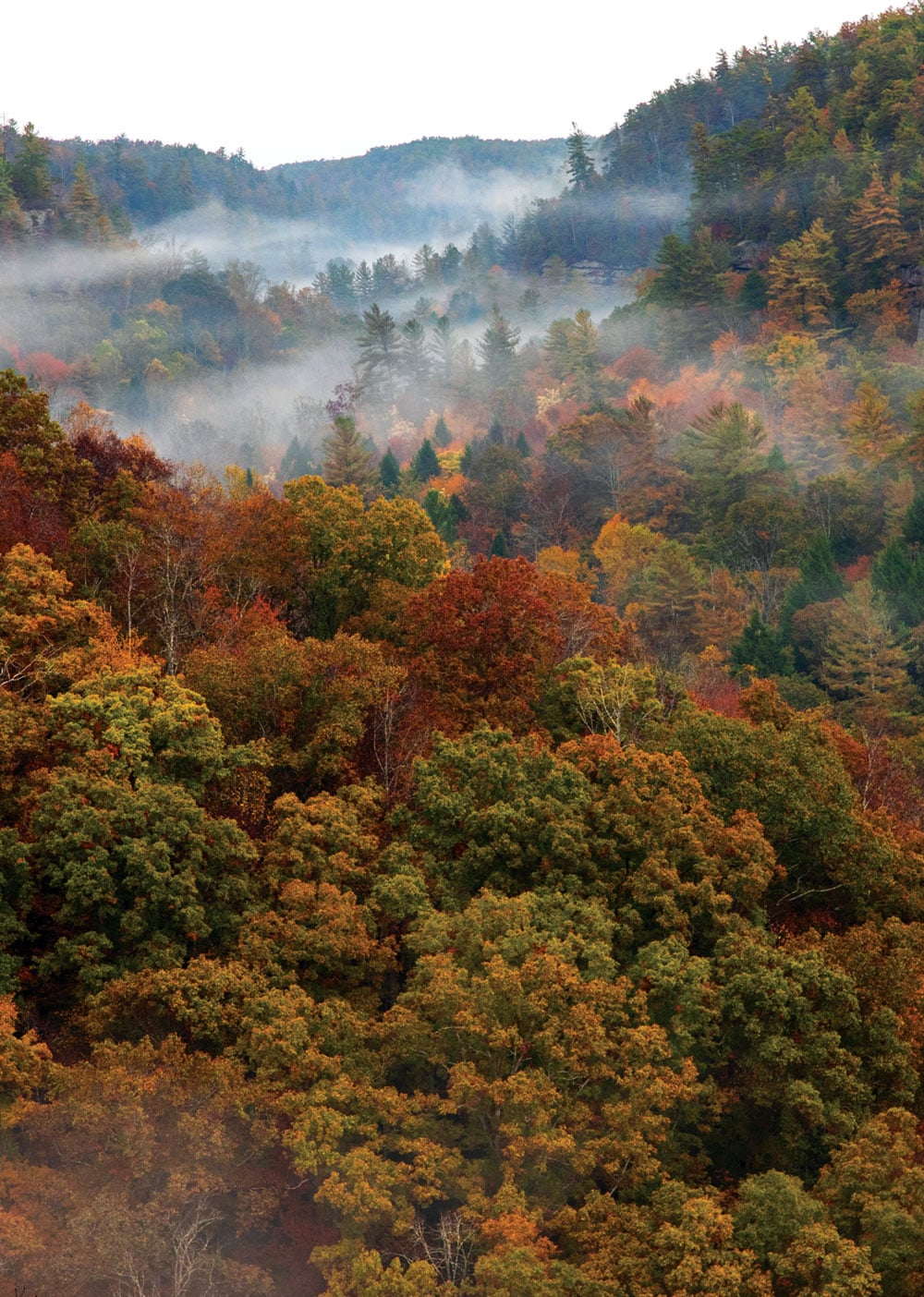 red river gorge fall foliage