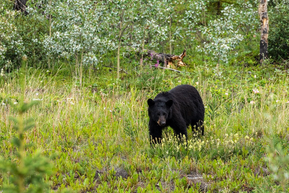 black bear stands on all fours wiht head down in green field