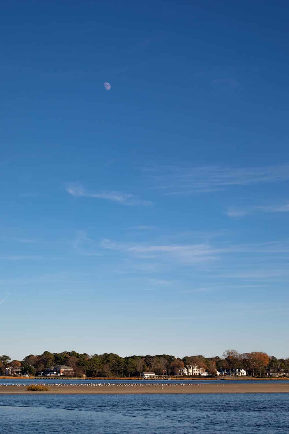 Winter Wildlife Encounters in Virginia Beach