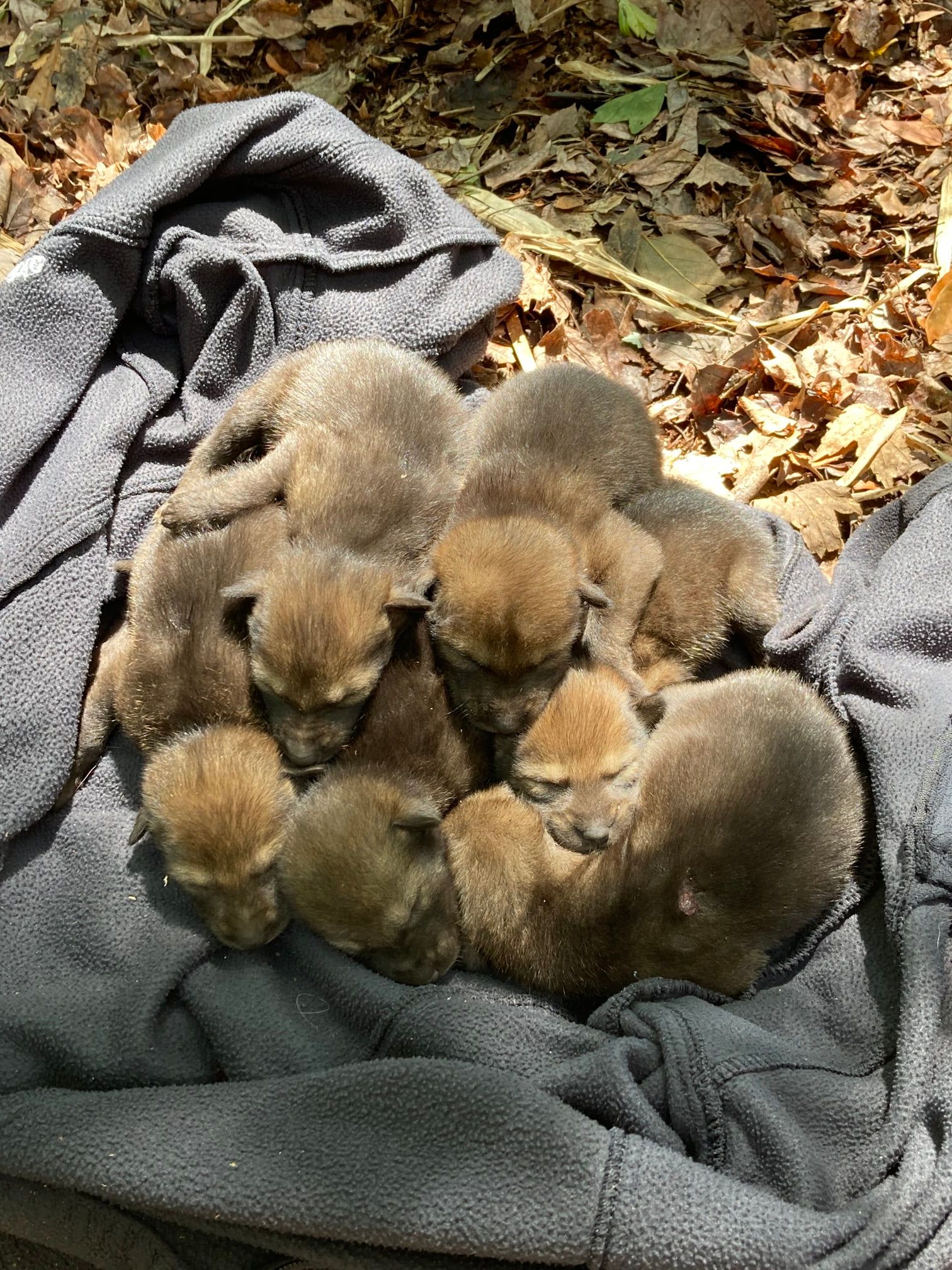 Six Red Wolf Pups Born in North Carolina