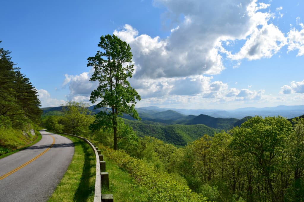 View of the Blue Ridge Parkway: a paved road turns on a lush green mountain side on a blue sky, sunny day with one tall tree in the center of the photo growing off the mountain.
