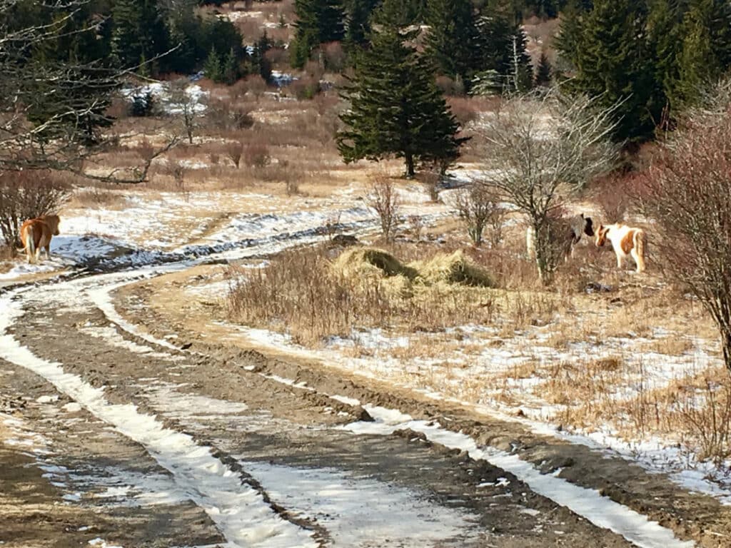 View of a wide trail that weaves through a lightly snowed on forest with wild ponies grazing in the tree line.