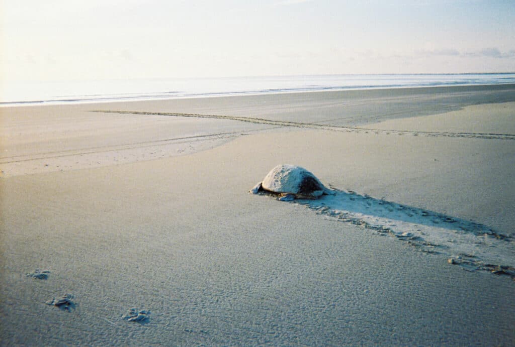 a young sea turtle crawls on a sandy shore to get to the ocean.