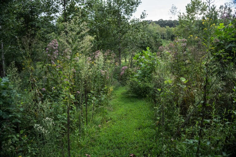 Photo of a a very green path surrounded with tall green and purple plants.