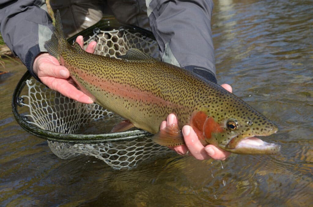 The Fabulous Fall Fly-Fishing Forecast - The Laurel of Asheville