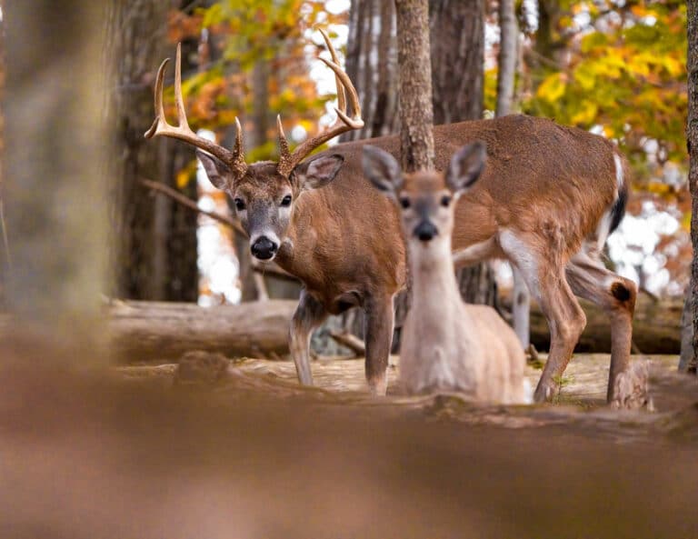 close up photo of a buck and a doe in a wooded forest looking at viewer.