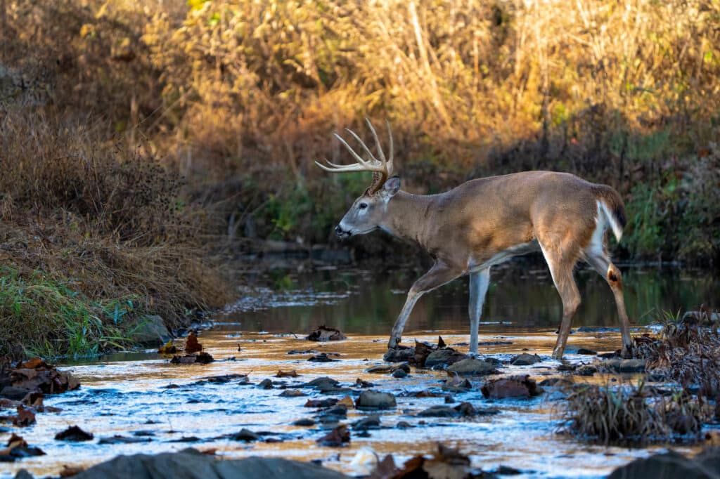 A buck crosses a shallow creek in a wooded area