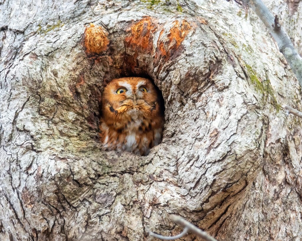 close up of a orange colored owl hiding in a tree
